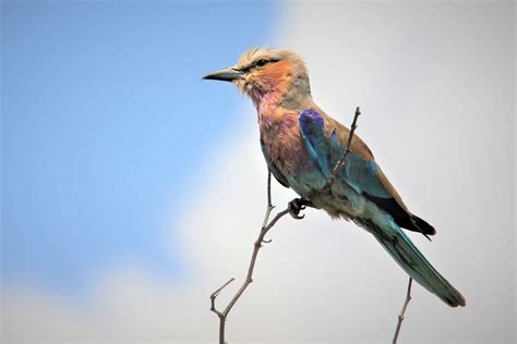  The Legend of the Blue Bird and Her Featherless Friend: Unraveling the Threads of Sacrifice and Resilience