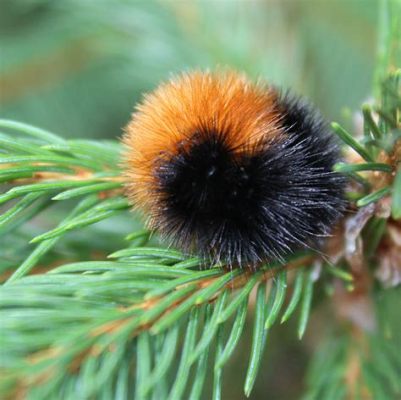  The Woolly Worm - A Mysterious Encounter With Nature's Wonder?